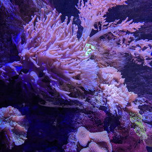 Coral reef - Artemis Stratos